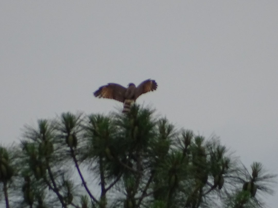 Roadside Hawk - ML647415563