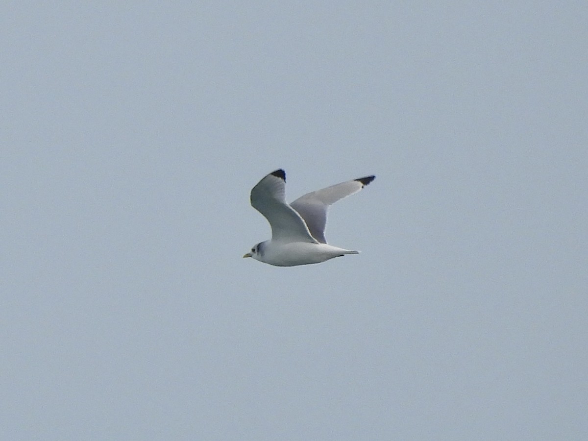 Мартин трипалий - ML647415575