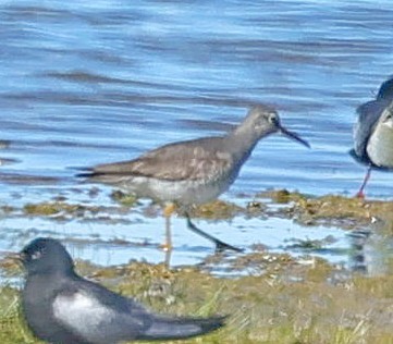 Gray-tailed Tattler - ML647415580