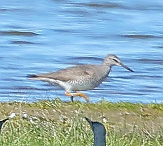 Gray-tailed Tattler - ML647415581