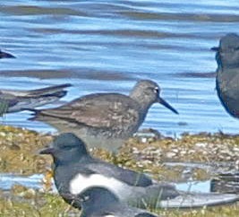 Gray-tailed Tattler - ML647415582