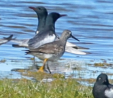 Gray-tailed Tattler - ML647415583