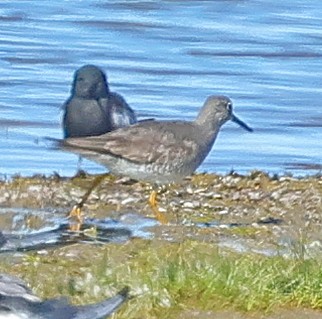 Gray-tailed Tattler - ML647415584