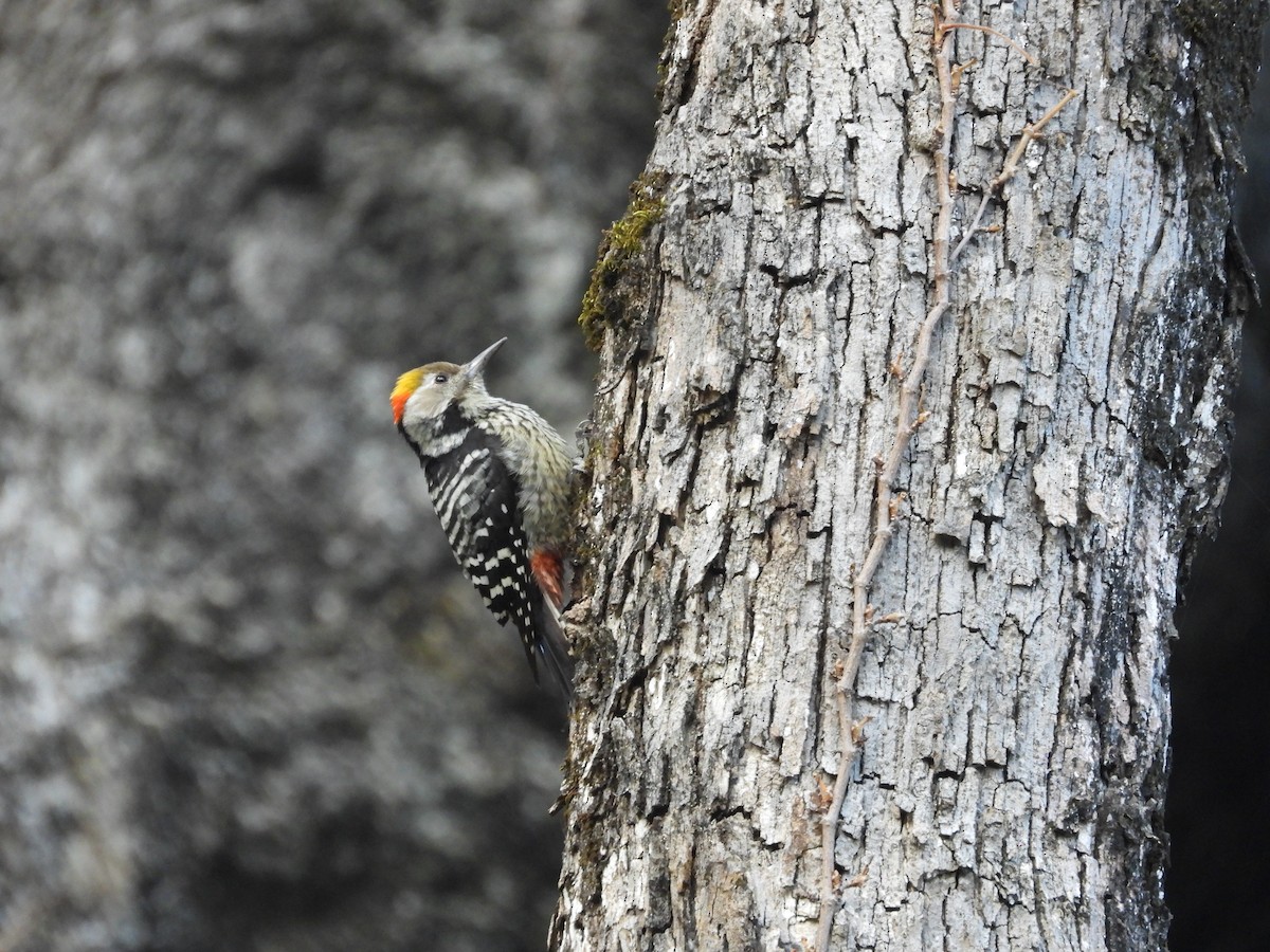 bergspett - ML647415588