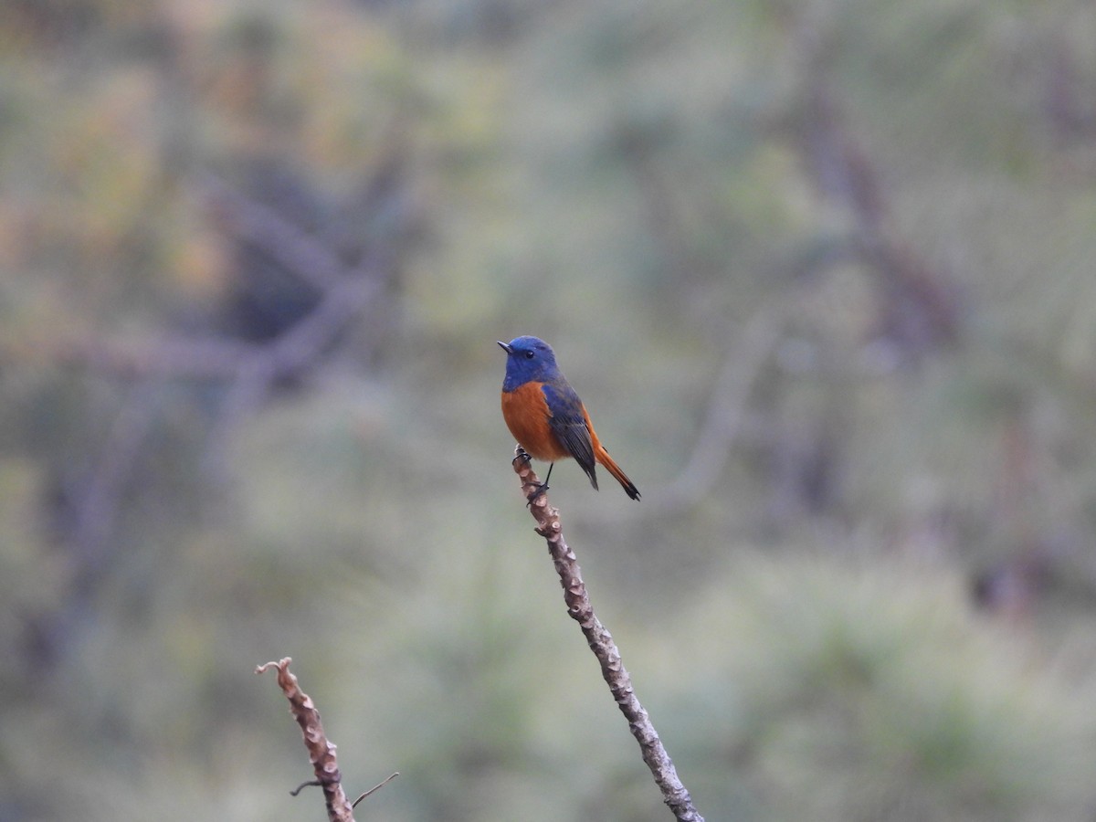 Blue-fronted Redstart - ML647415593