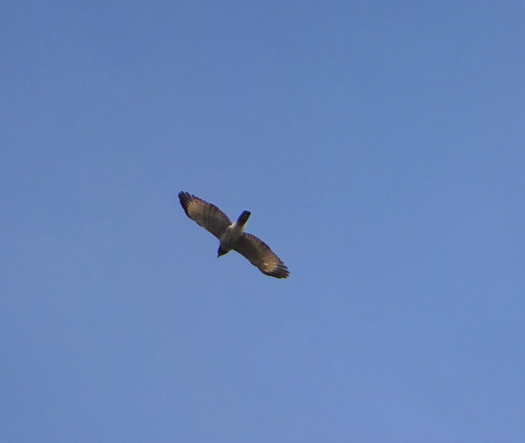 Roadside Hawk - ML647415602