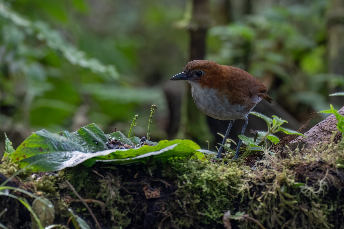 Grallaire à ventre blanc - ML647415617