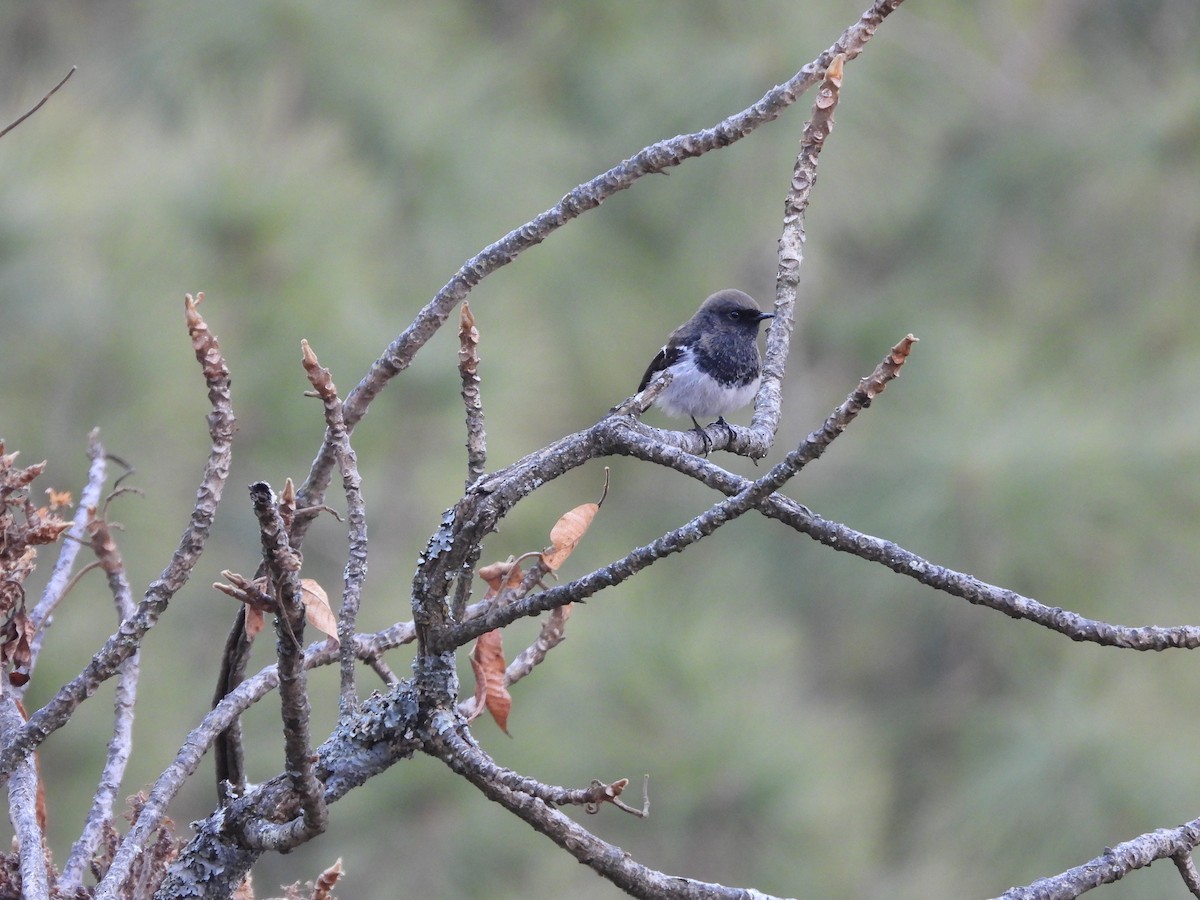 Blue-capped Redstart - ML647415624