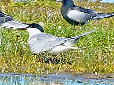 Common Tern - ML647415625