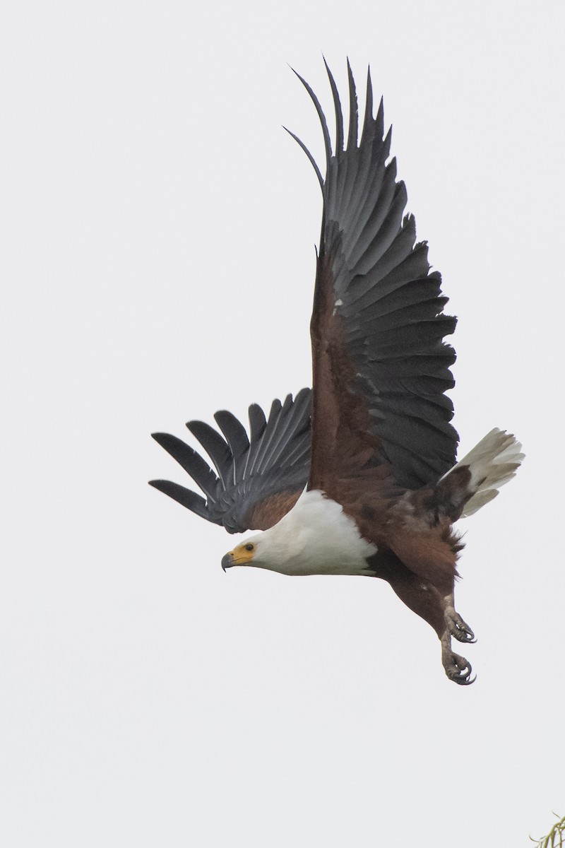 flodørn - ML647415626