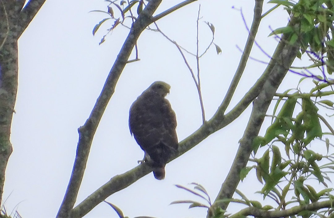 Roadside Hawk - ML647415638
