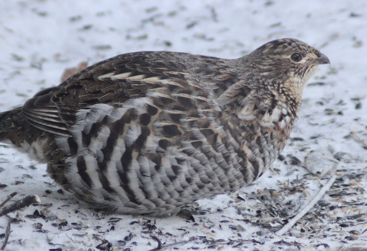 jeřábek kanadský - ML647415640