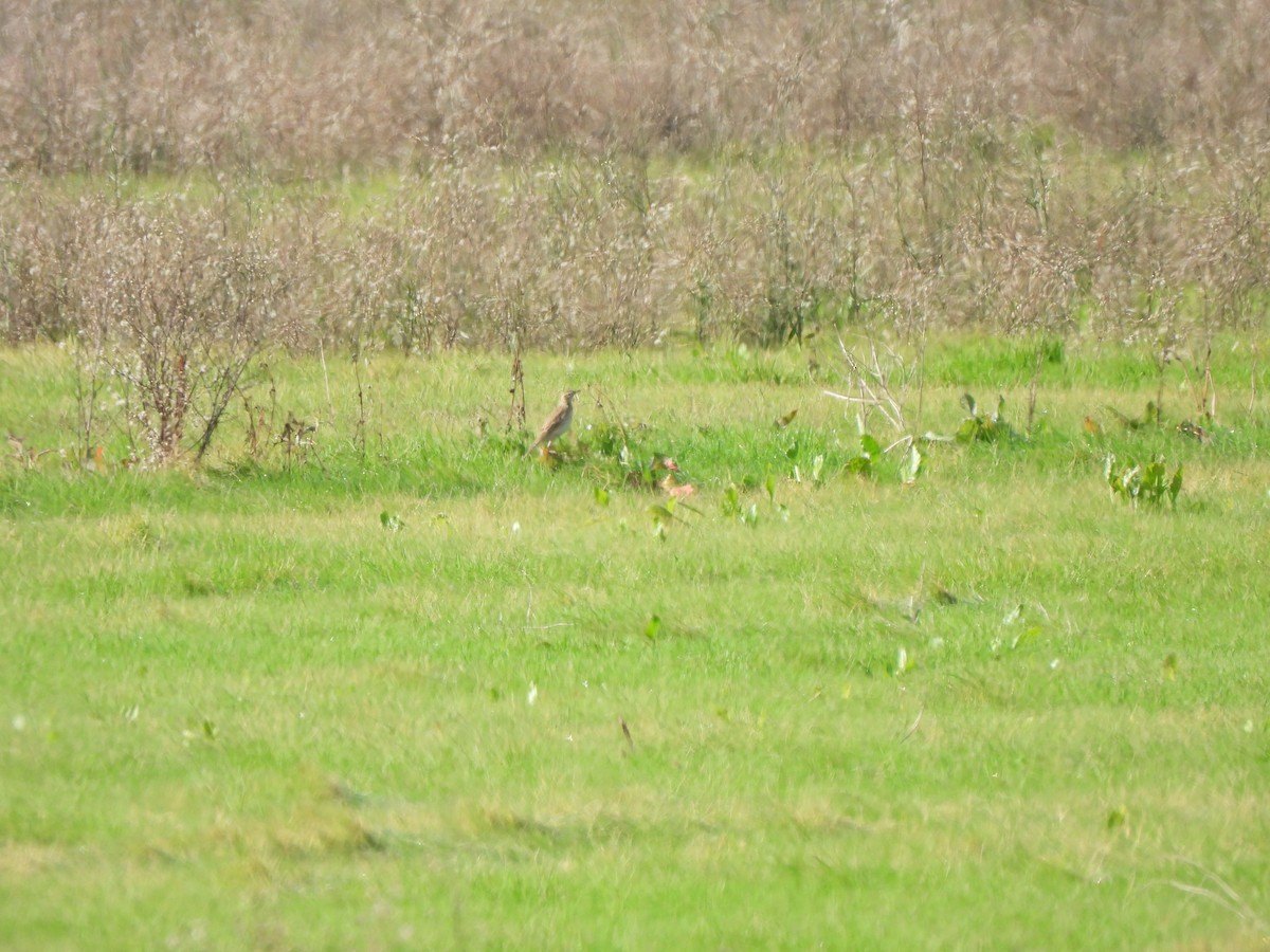 Richard's Pipit - ML647415641