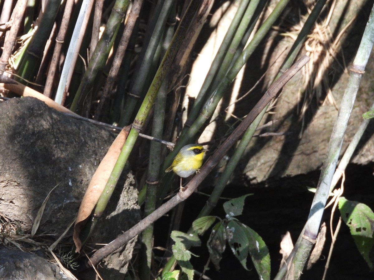 Black-faced Warbler - ML647415643