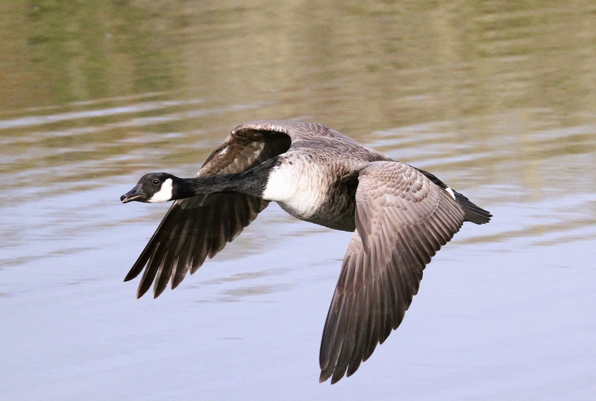 Canada Goose - ML647415672