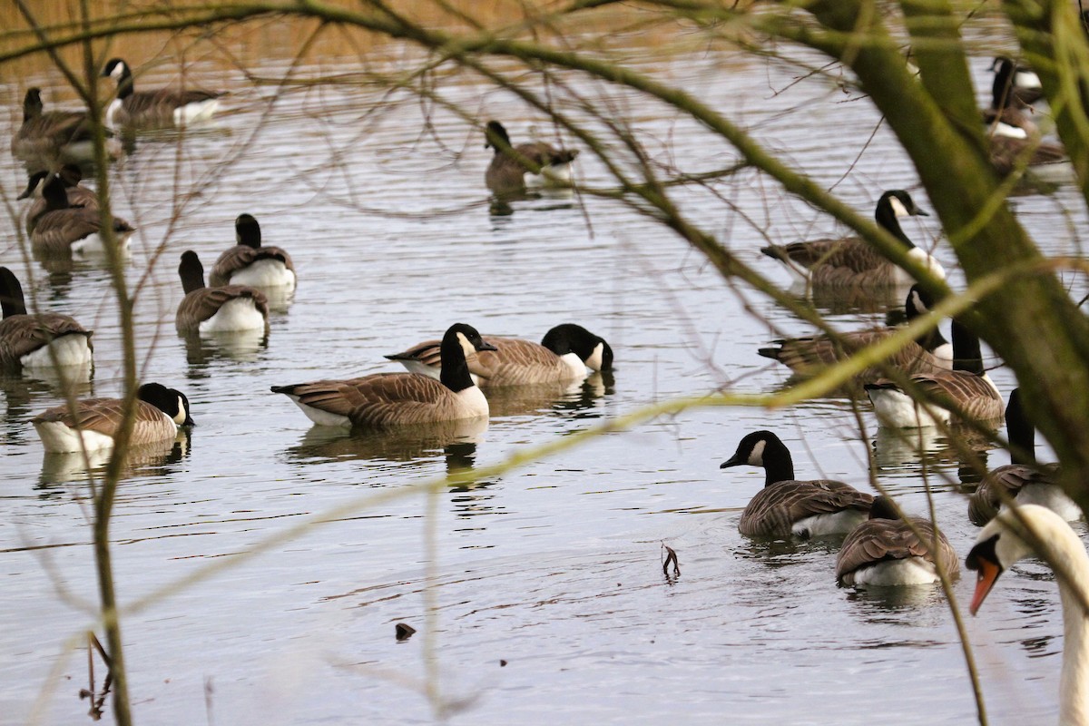 Canada Goose - ML647415673