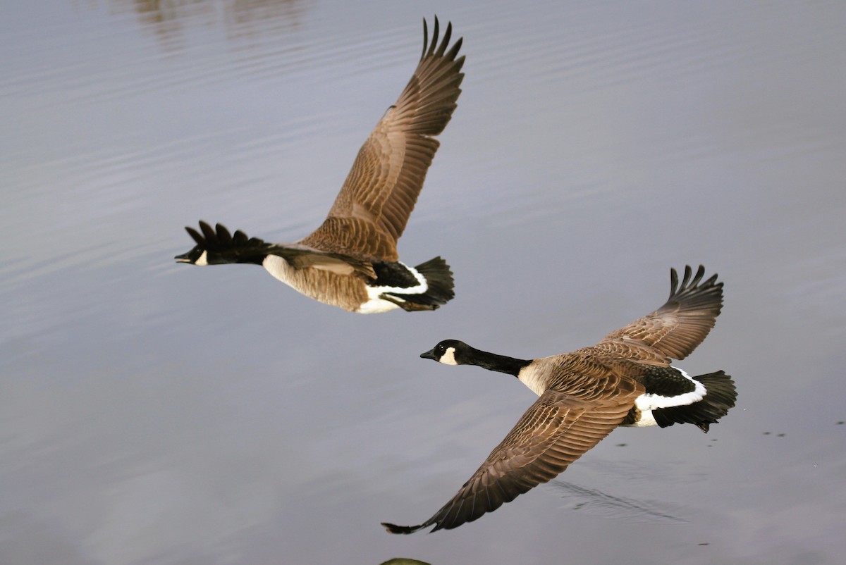 Canada Goose - ML647415679