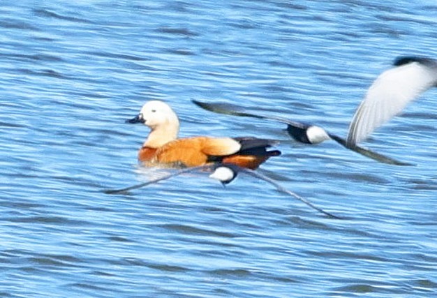 Ruddy Shelduck - ML647415683