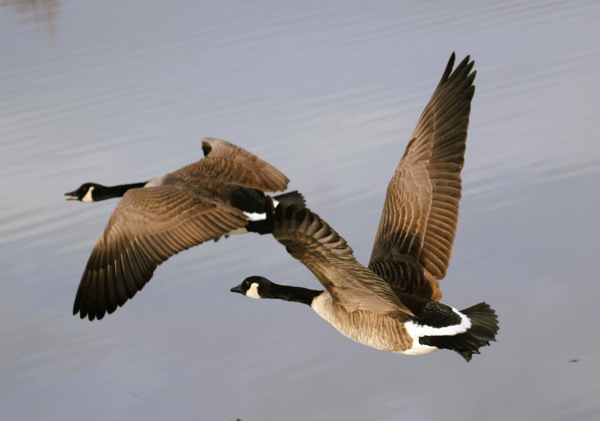 Canada Goose - ML647415694