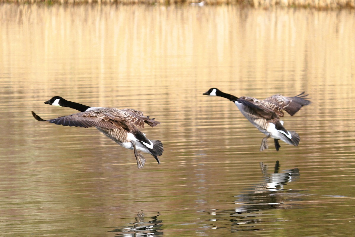 Canada Goose - ML647415695
