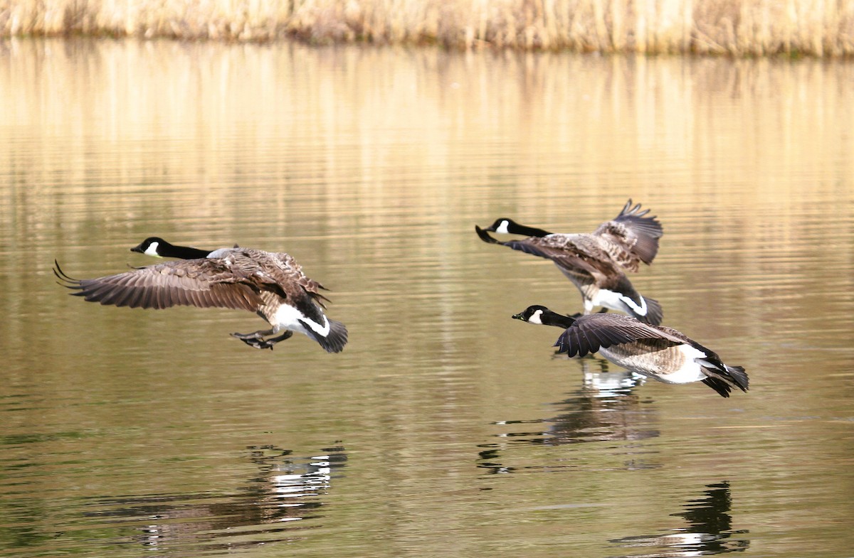 Canada Goose - ML647415696