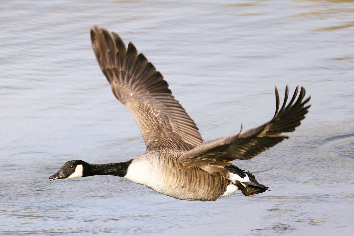 Canada Goose - ML647415697