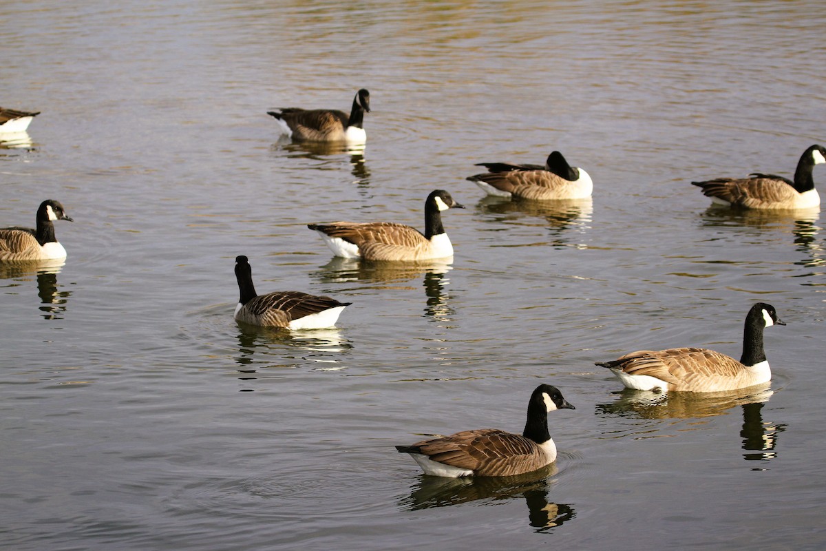 Canada Goose - ML647415698