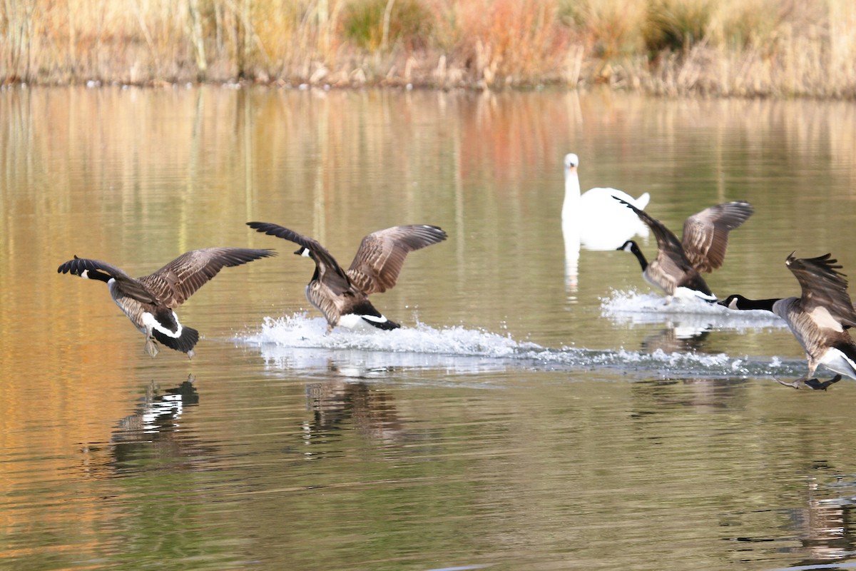 Canada Goose - ML647415699