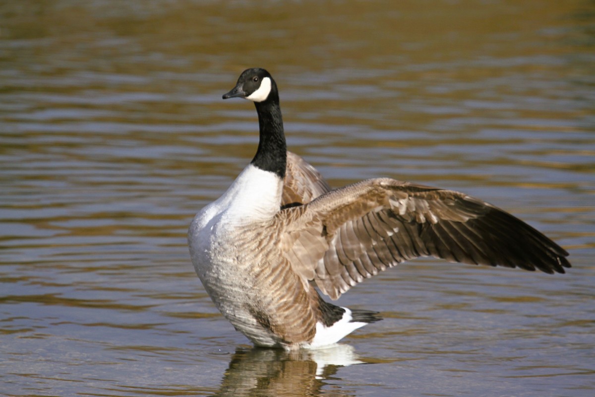 Canada Goose - ML647415700
