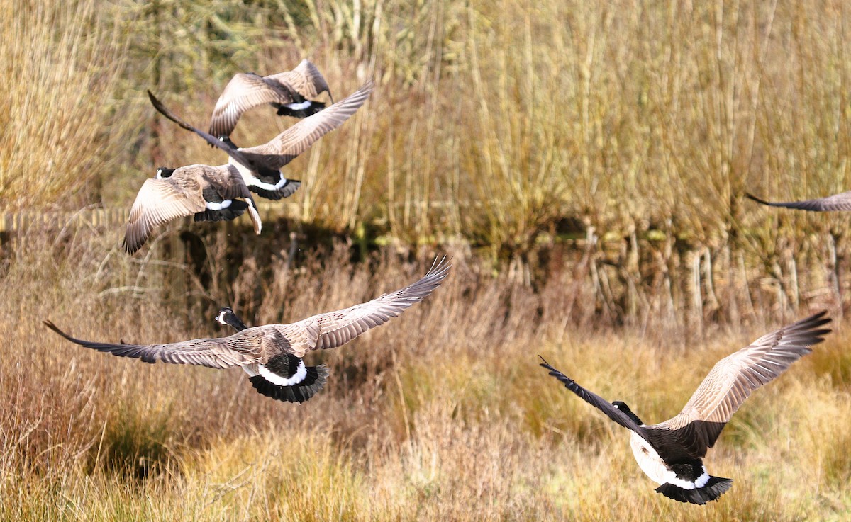 Canada Goose - ML647415702
