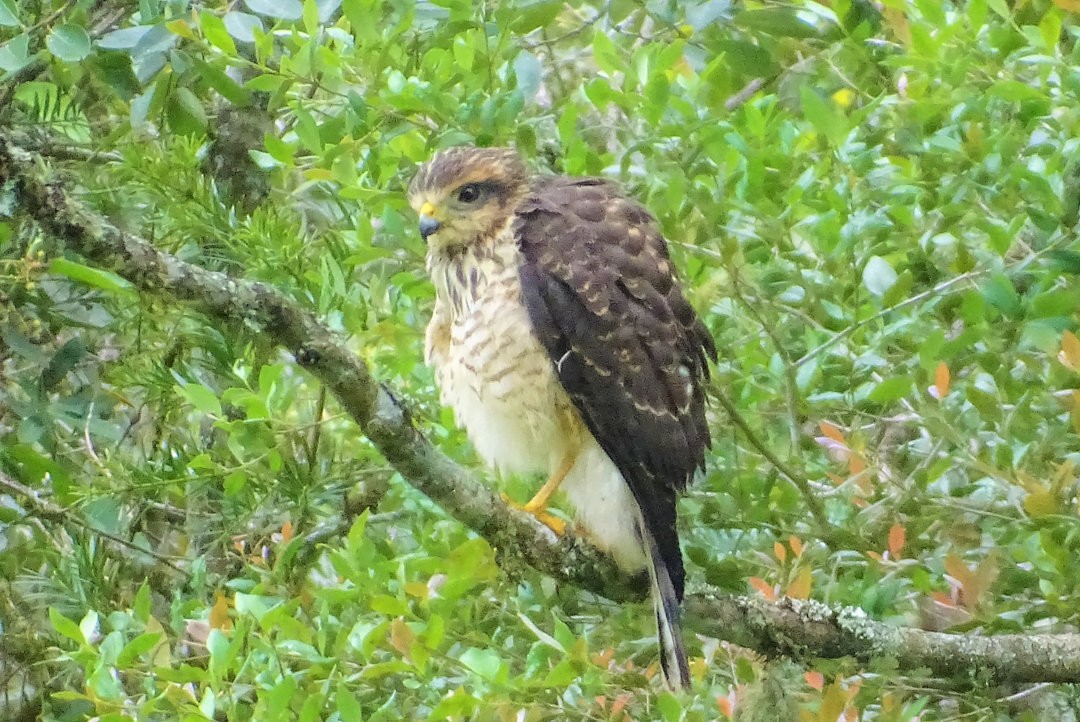 Roadside Hawk - ML647415703