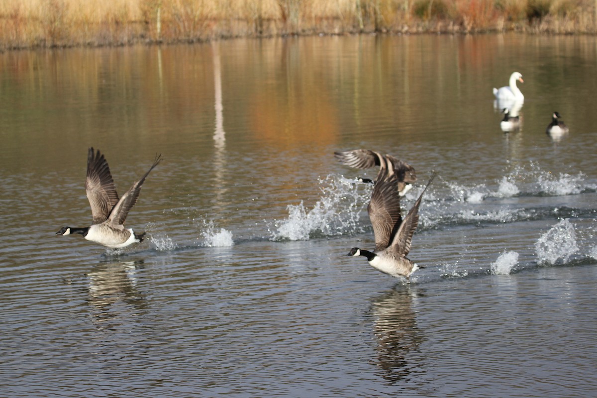 Canada Goose - ML647415704