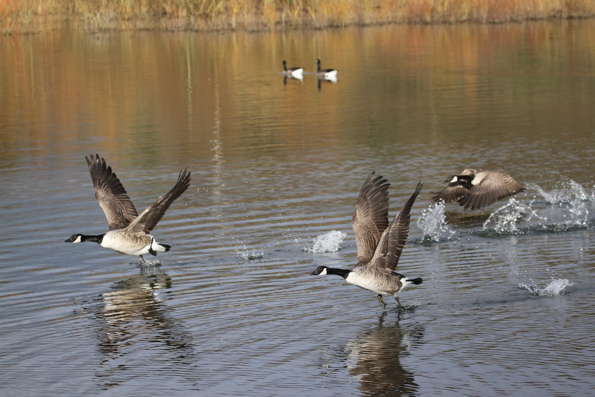 Canada Goose - ML647415705