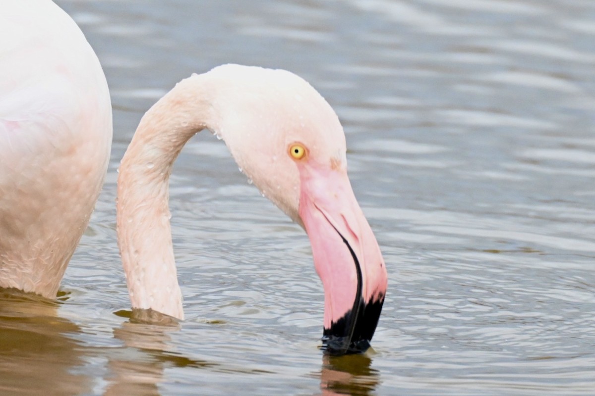Flamant rose - ML647415740