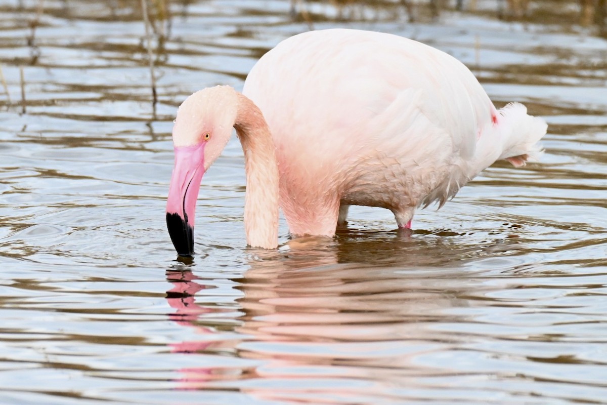 Flamant rose - ML647415741