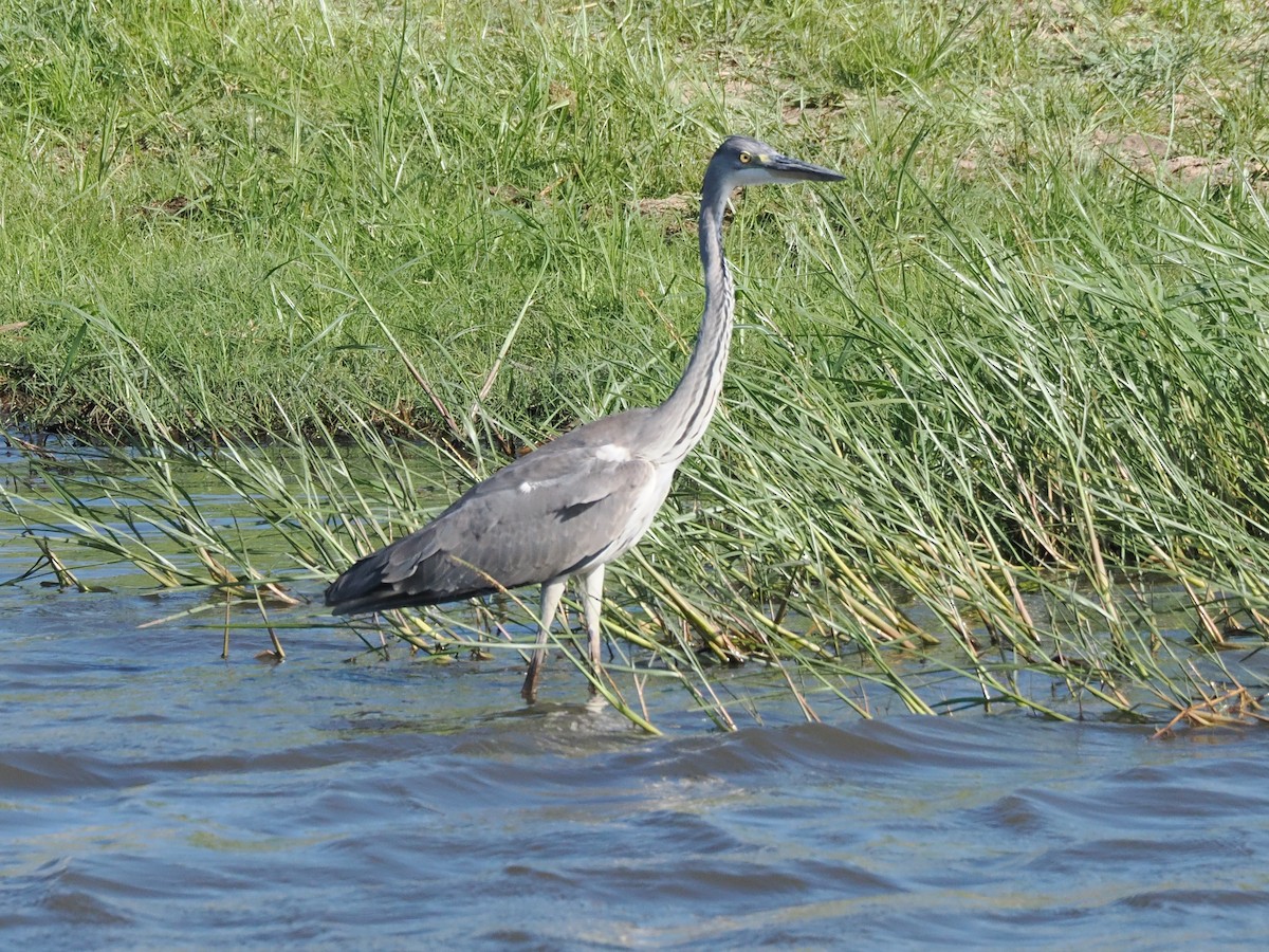 volavka africká - ML647415751