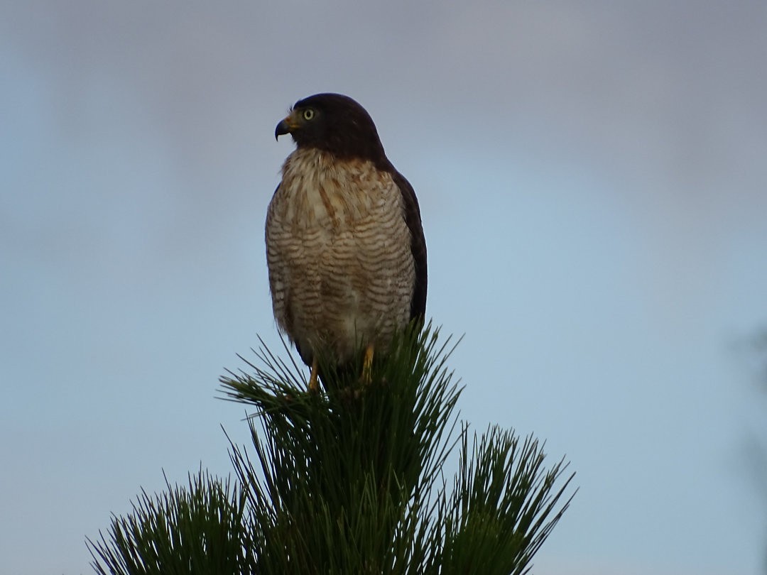 Roadside Hawk - ML647415760