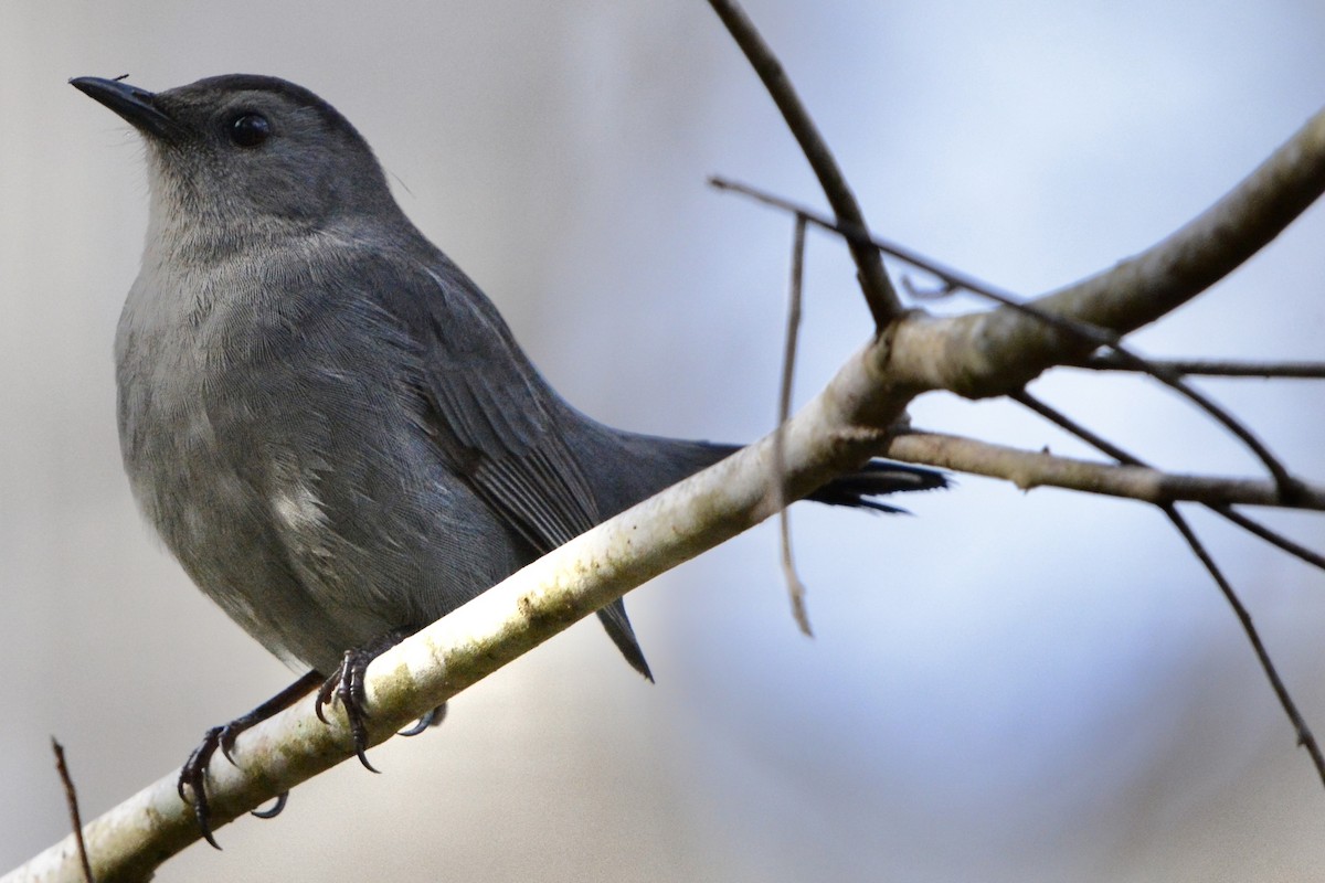 Пересмішник сірий - ML647415793