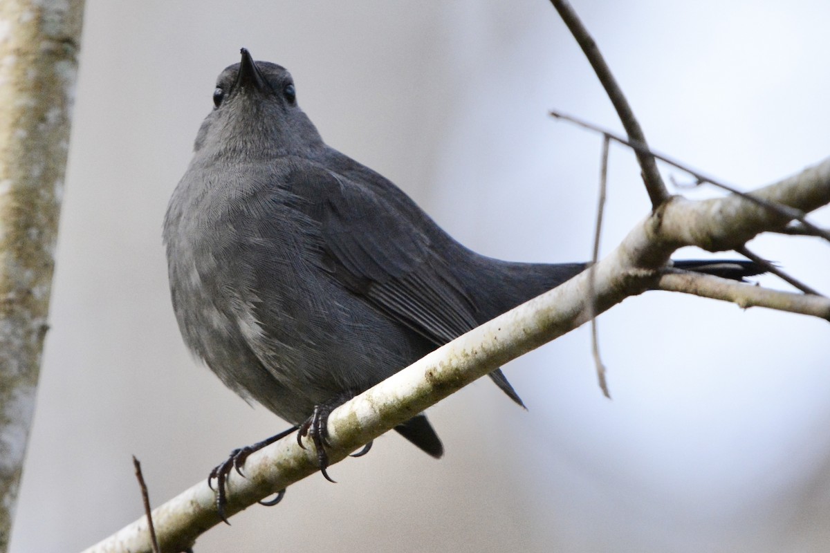 Пересмішник сірий - ML647415794