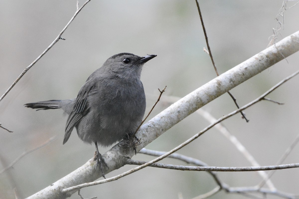 Пересмішник сірий - ML647415795
