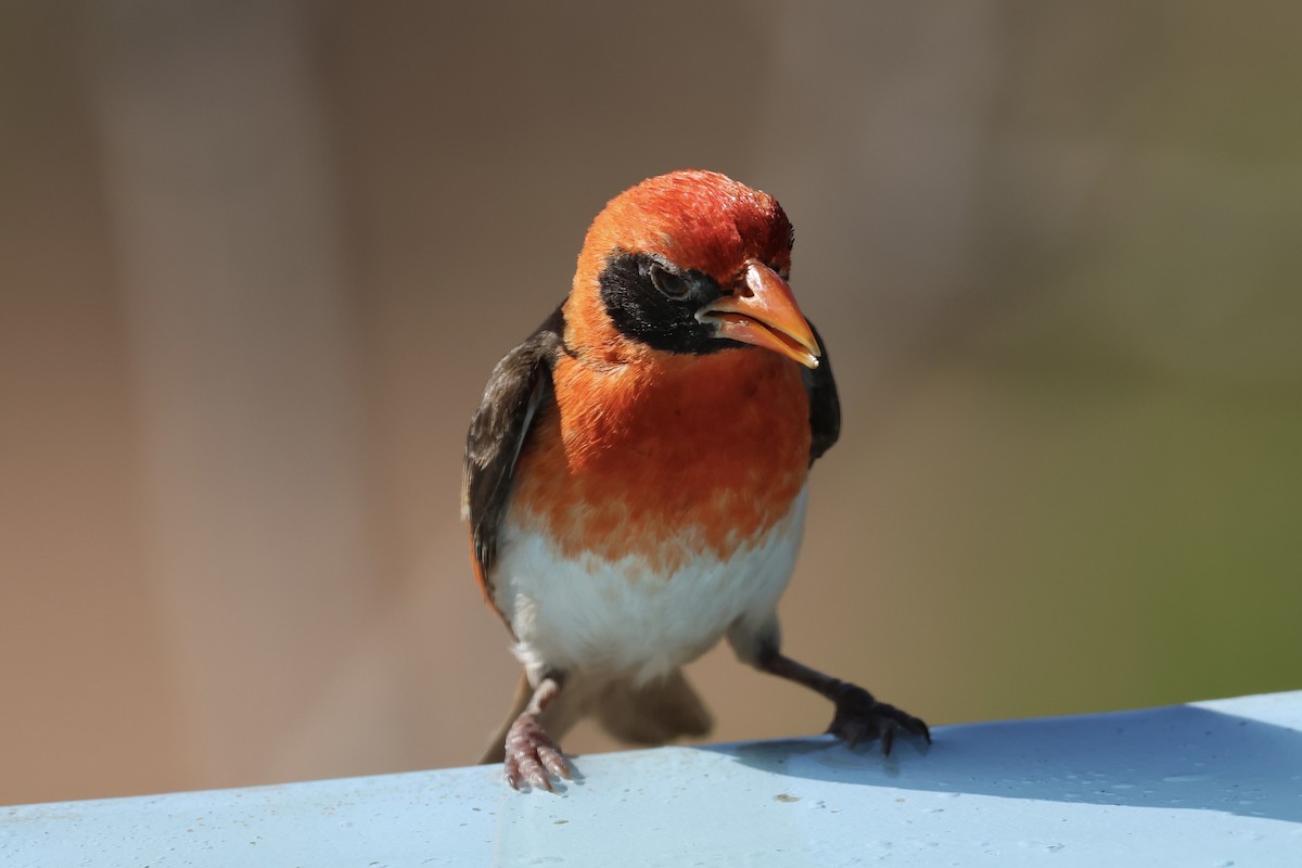 Red-headed Weaver - ML647415797