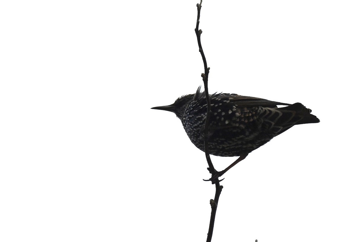 European Starling - ML647415800