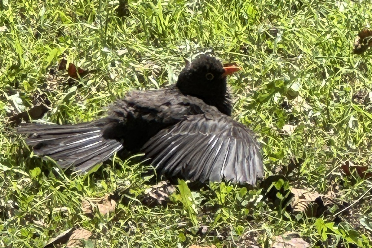 Great Thrush - ML647415801