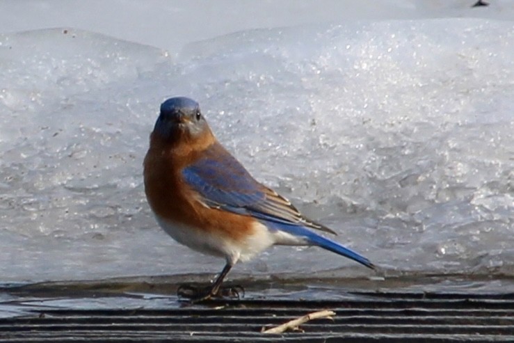 Eastern Bluebird - ML647415816