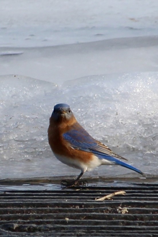 Eastern Bluebird - ML647415817