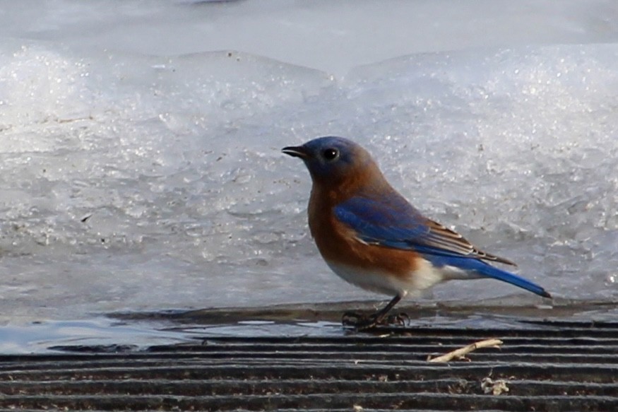 Eastern Bluebird - ML647415818