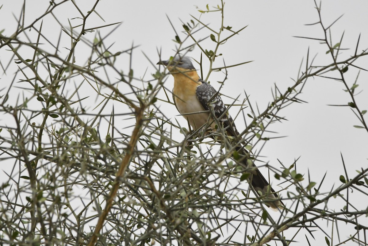 Зозуля чубата - ML647415824