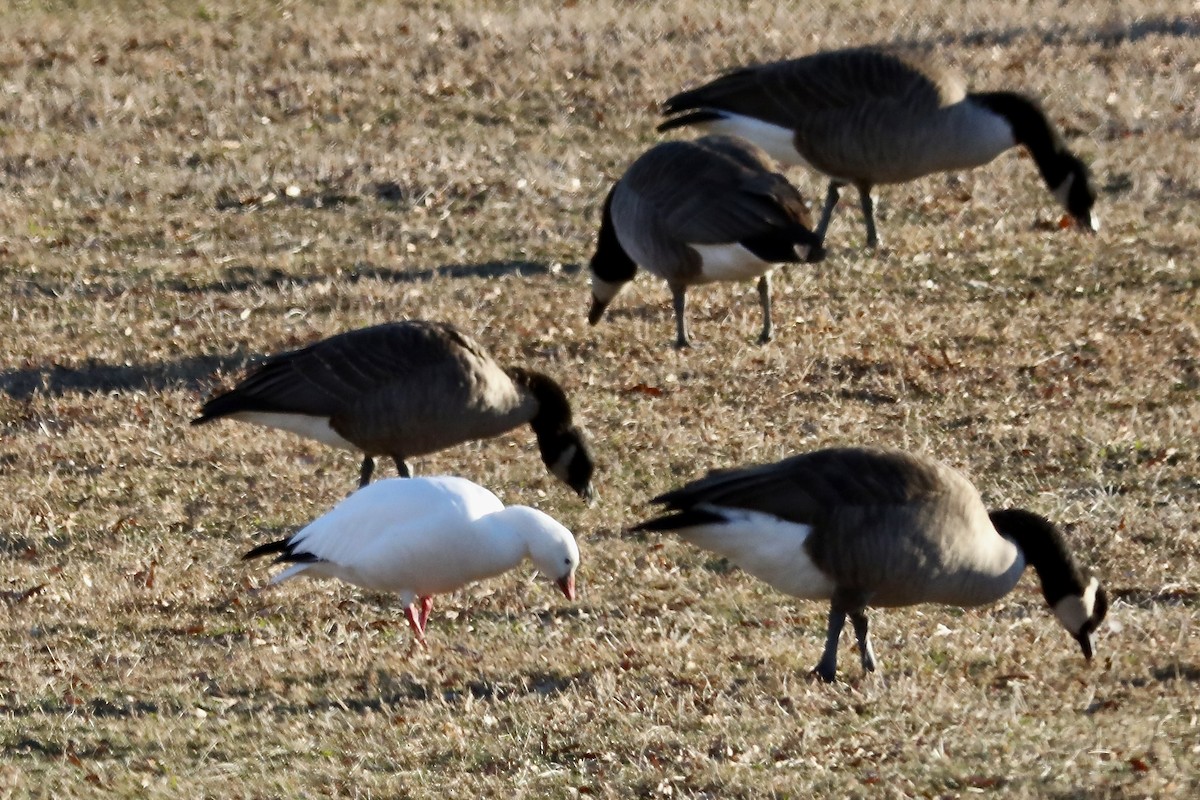 Ross's Goose - ML647415829