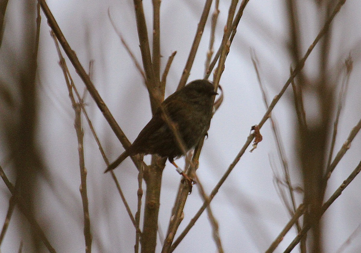Dunnock - ML647415830