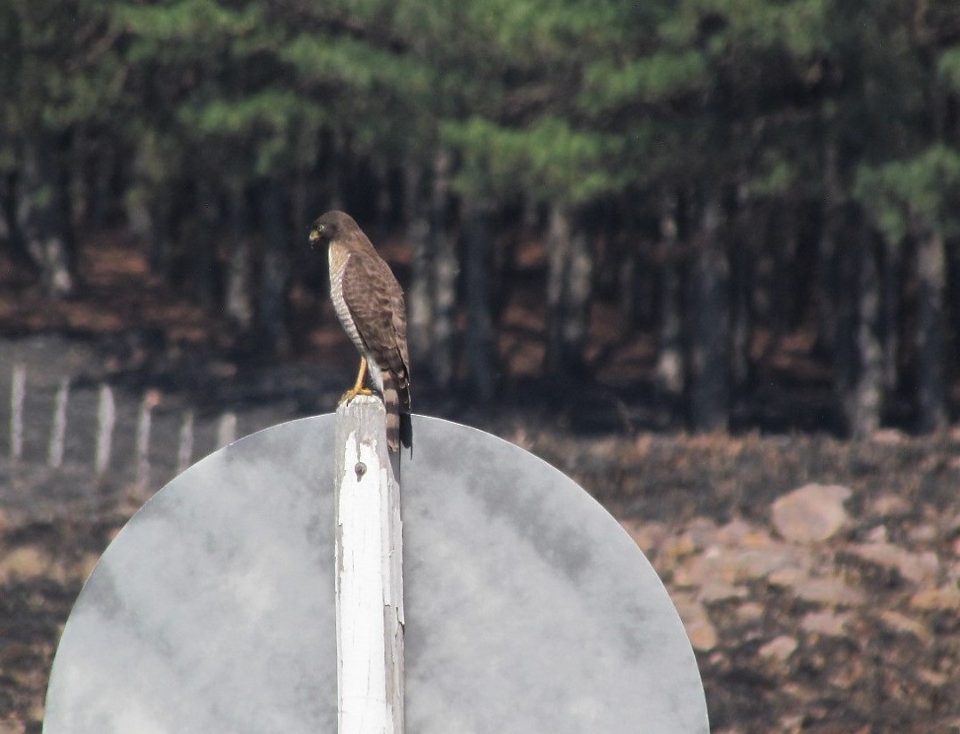 Roadside Hawk - ML647415831